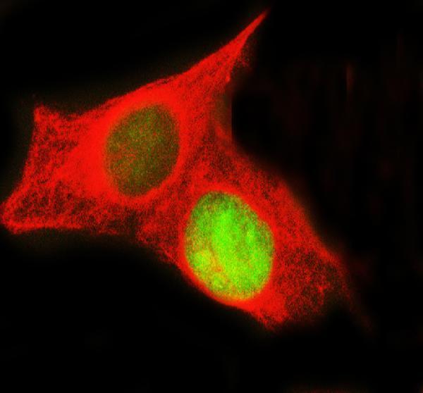 a12477 2 histone h3 primary antibodies if testing 23