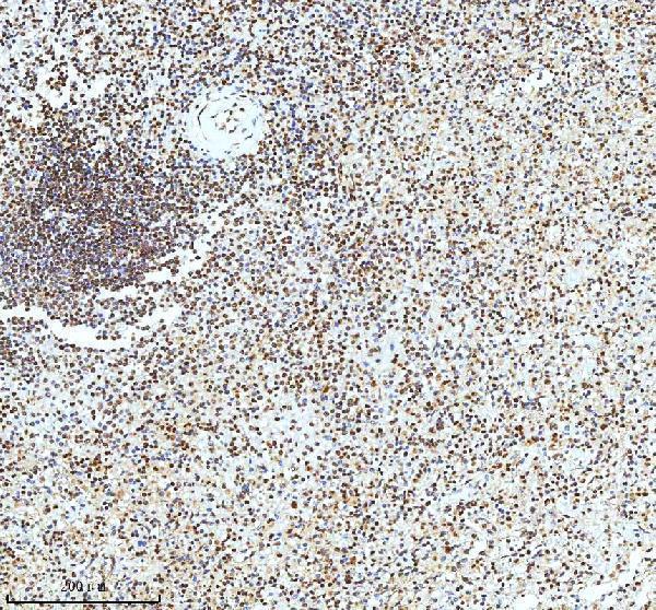 a12477 2 histone h3 primary antibodies ihc testing 11
