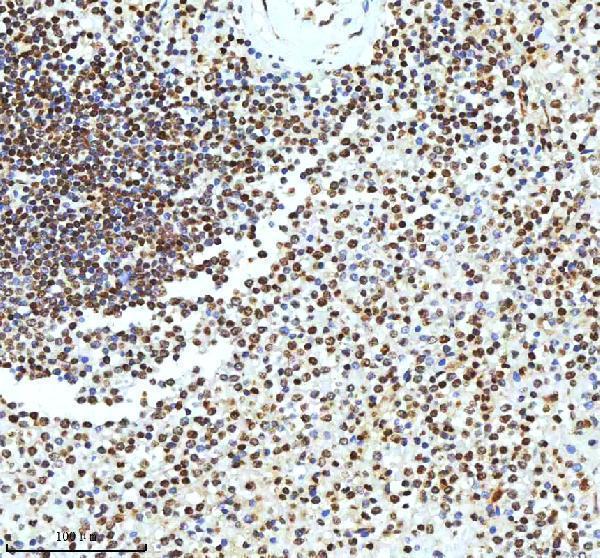 a12477 2 histone h3 primary antibodies ihc testing 12
