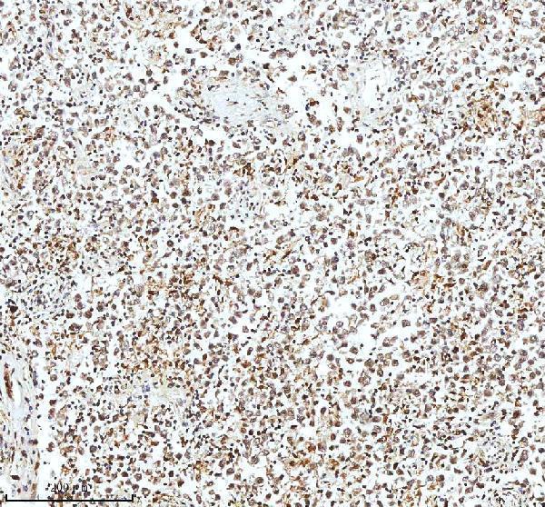 a12477 2 histone h3 primary antibodies ihc testing 13