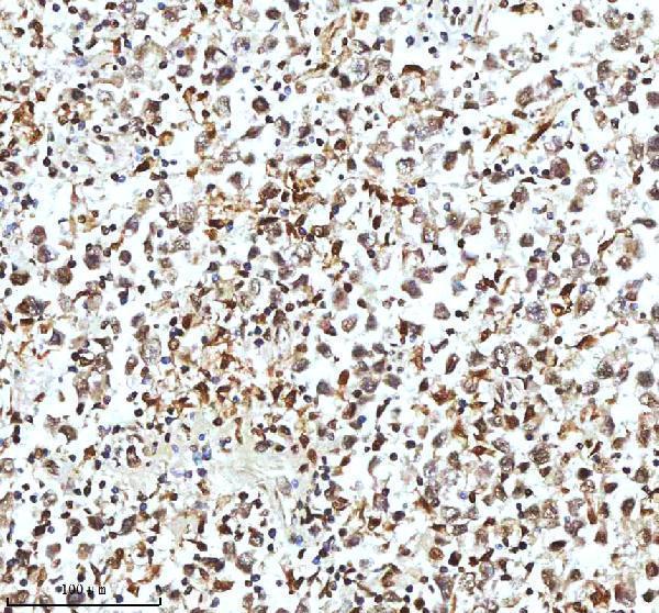 a12477 2 histone h3 primary antibodies ihc testing 14