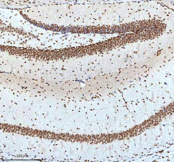 a12477 2 histone h3 primary antibodies ihc testing 15
