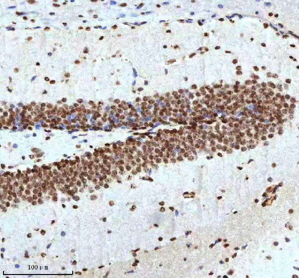 a12477 2 histone h3 primary antibodies ihc testing 16