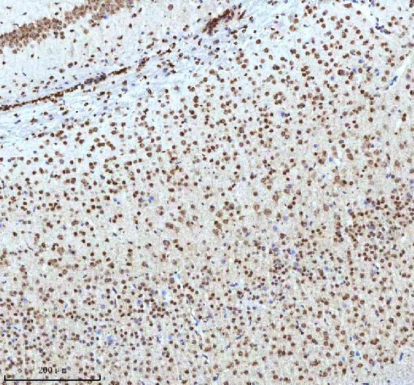 a12477 2 histone h3 primary antibodies ihc testing 17