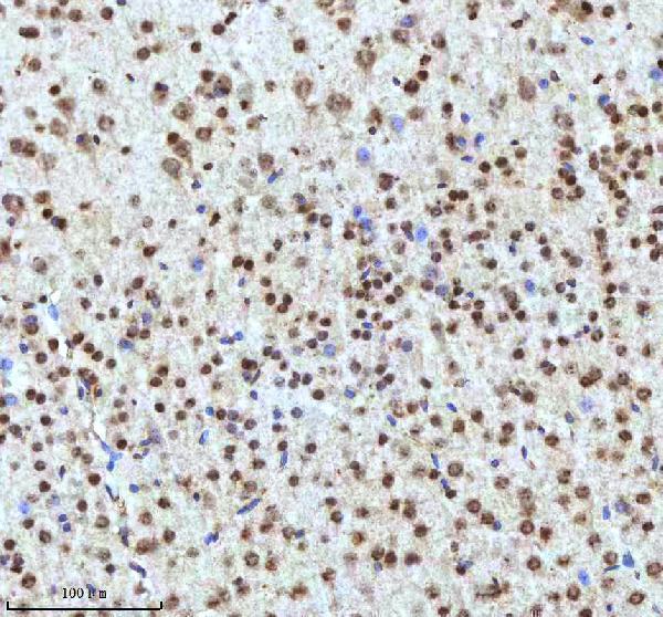 a12477 2 histone h3 primary antibodies ihc testing 18