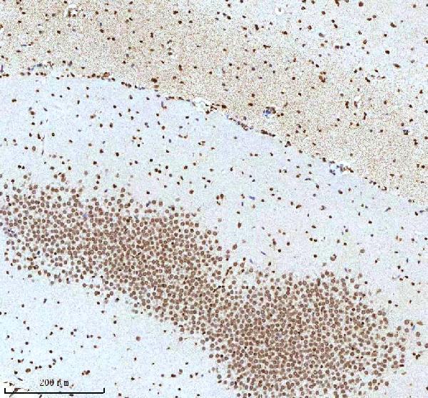 a12477 2 histone h3 primary antibodies ihc testing 19