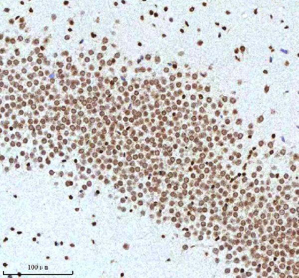 a12477 2 histone h3 primary antibodies ihc testing 20