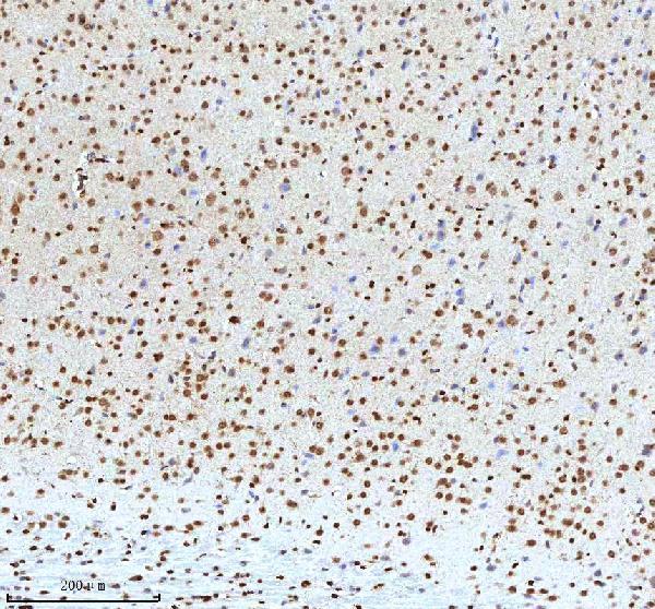 a12477 2 histone h3 primary antibodies ihc testing 21