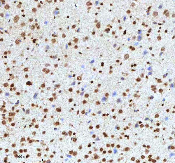 a12477 2 histone h3 primary antibodies ihc testing 22