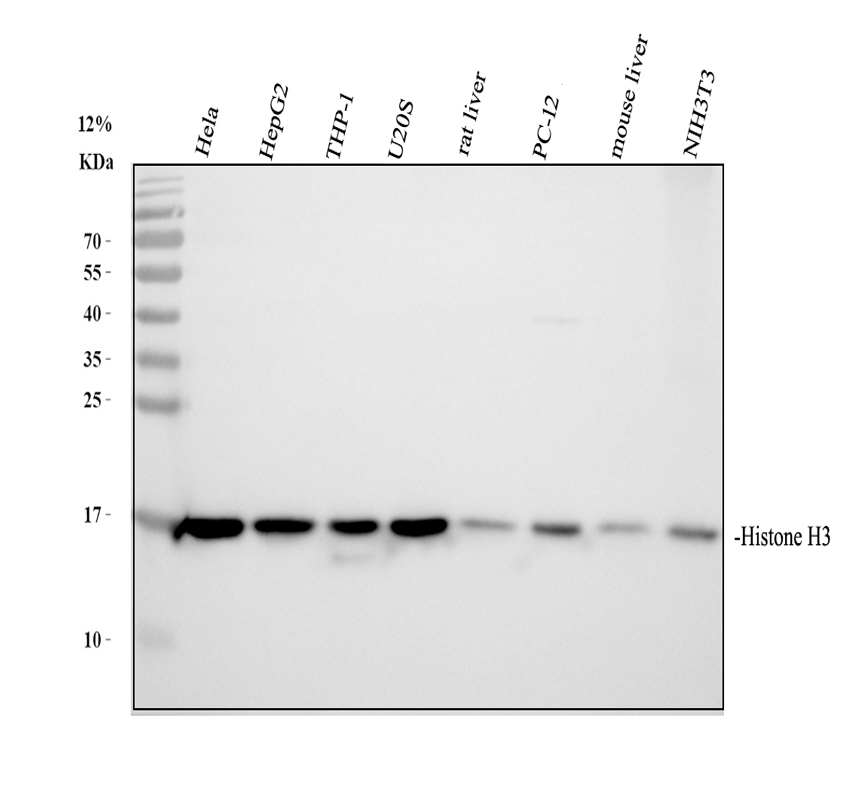 a12477 2 histone h3 primary antibodies wb testing 1_1