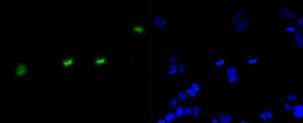 a12477s10 1 hist1h3a primary antiboties icc testing 2