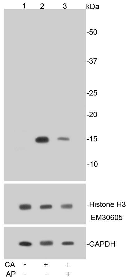 a12477s10 1 hist1h3a primary antiboties wb testing 1