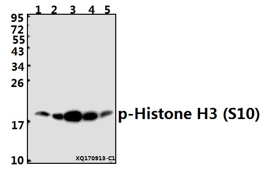 a12477s10 hist1h3a primary antiboties wb testing 1