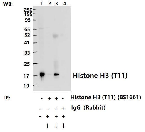 a12477t11 hist1h3a primary antiboties ip testing 3