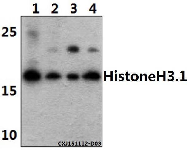 a12477t11 hist1h3a primary antiboties wb testing 1