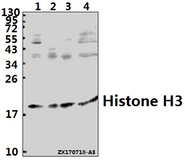 a12477t22 hist1h3a primary antiboties wb testing 1