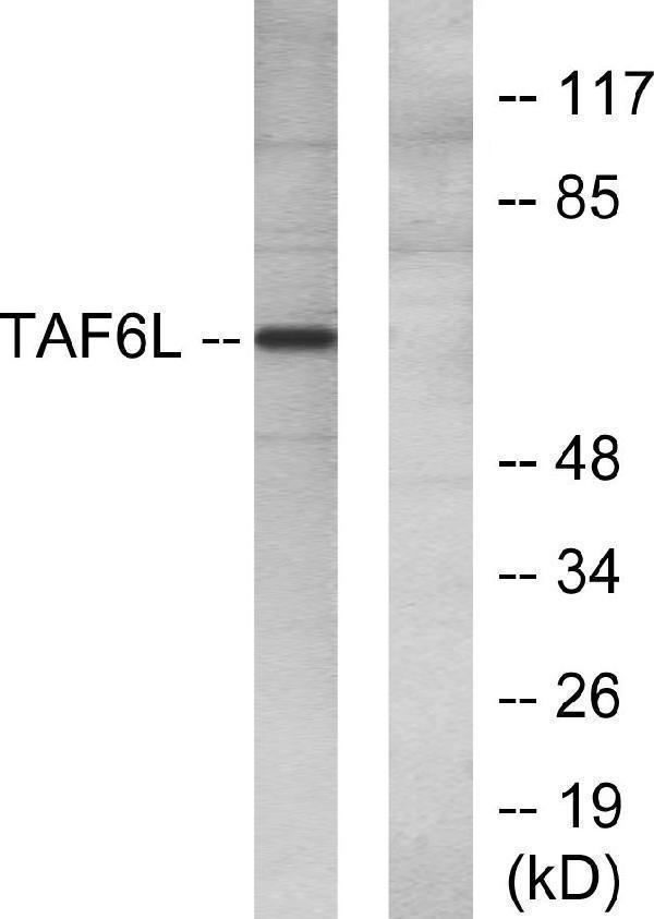 a12489 taf6l primary antibodies wb testing 3