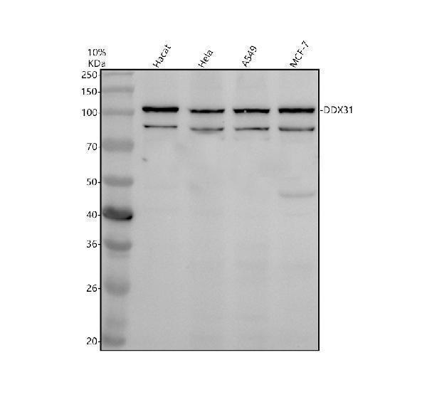 a12493 1 ddx31 primary antibodies wb testing 1