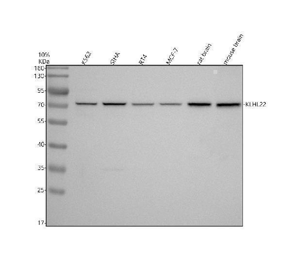 Western blot analysis of KLHL22 using anti-KLHL22 antibody (A12497-3)