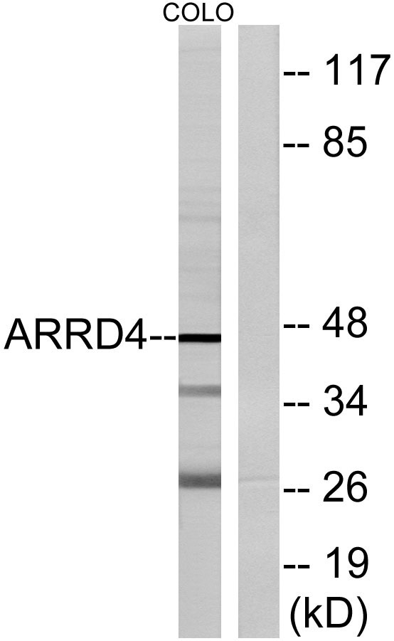a12500 arrdc4 primary antibodies wb testing 2