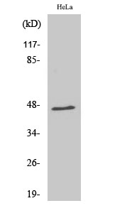Western Blot (WB) analysis of specific cells using RNF130 Polyclonal antibody