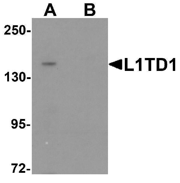 a12503 l1td1 primary antibodies wb testing 1