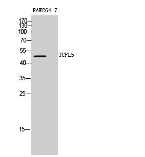 a12504 tcfl5 primary antibodyes wb testing 1
