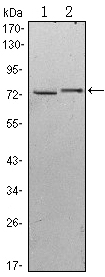 a12505 klhl13 primary antibodies wb testing 2