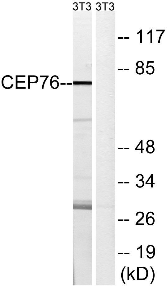 Western blot analysis of lysates from NIH/3T3 cells, using CEP76 Antibody