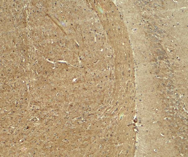 Immunohistochemistry of WDR61 in mouse brain tissue with WDR61 antibody at 5 μg/ml