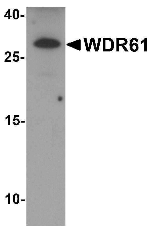 Western blot analysis of WDR61 in SK-N-SH cell lysate with WDR61 antibody at 1 μg/ml