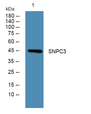 Western blot analysis of lysates from Jurkat cells, primary antibody was diluted at 1:1000, 4°over night