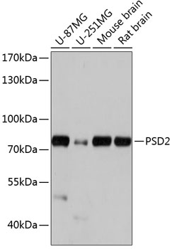Western blot analysis of extracts of various cell lines, using PSD2 antibody  at 1:1000 dilution