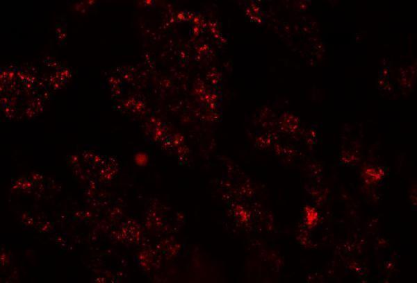 Immunofluorescence of NKX-8 in human liver tissue with NKX2-8 antibody at 20 μg/mL
