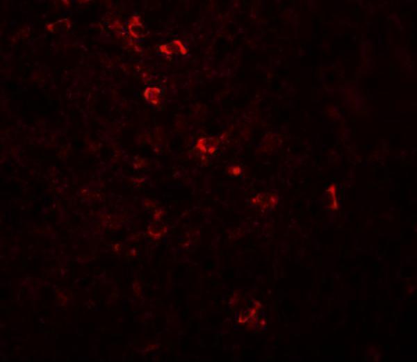 Immunofluorescence ofZBTB8 in human spleen tissue with ZBTB8 antibody at 20 μg/mL