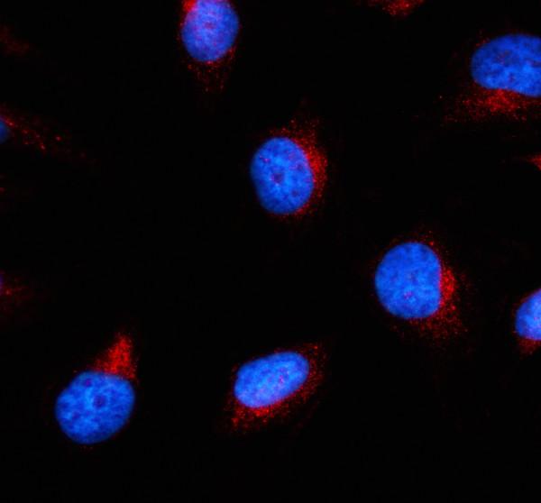 a12537 tmed3 primary antibodies if testing 1