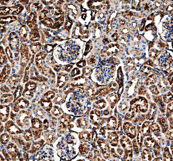 a12537 tmed3 primary antibodies ihc testing 2