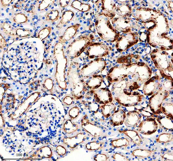 a12537 tmed3 primary antibodies ihc testing 3