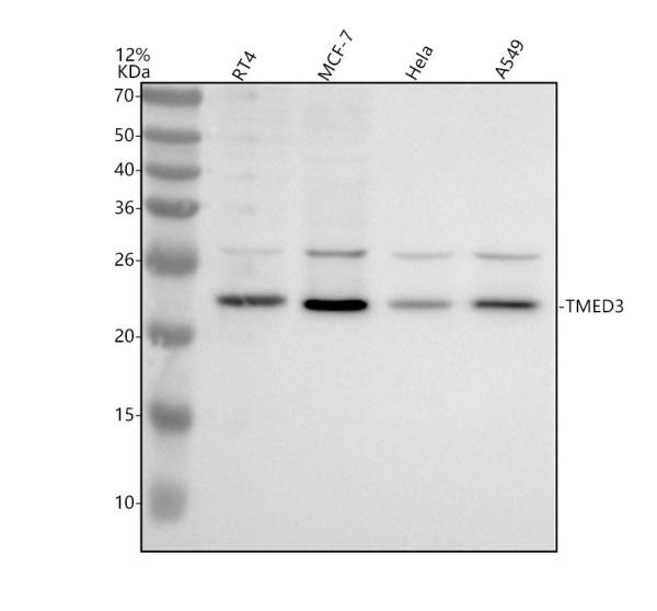a12537 tmed3 primary antibodies wb testing 1
