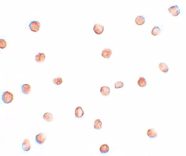 a12543 fam82a1 primary antibodies icc testing 2