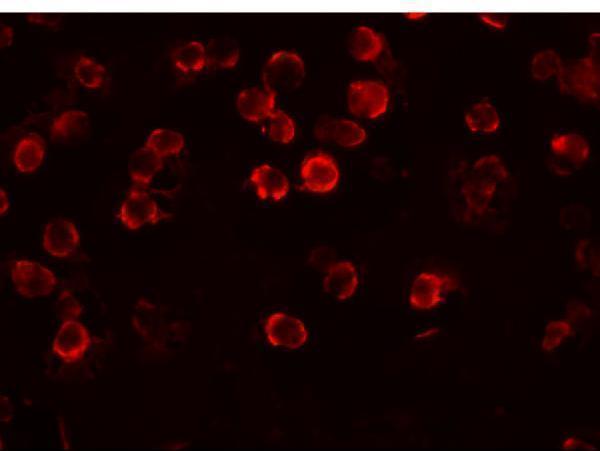 a12543 fam82a1 primary antibodies if testing 3