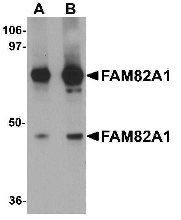 a12543 fam82a1 primary antibodies wb testing 1