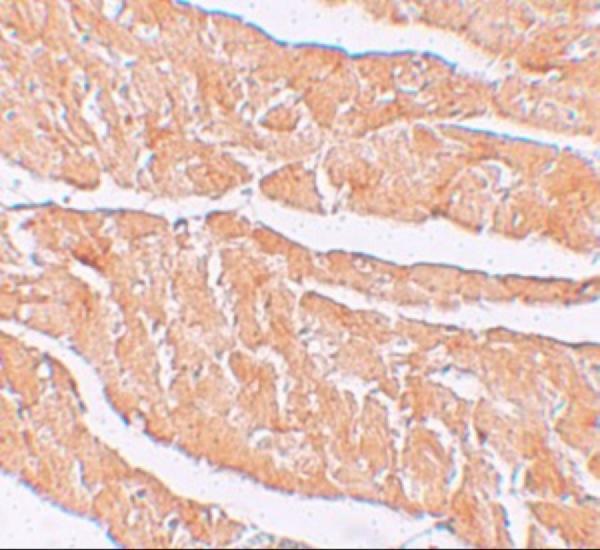 a12548 zbtb9 primary antibodies ihc testing 2