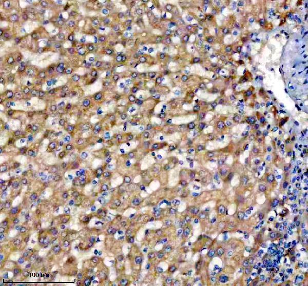 a12560 3 trim10 primary antibodies ihc testing 3