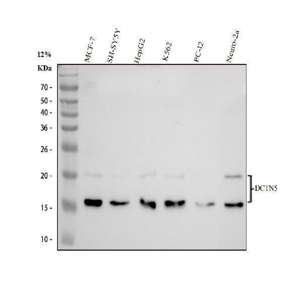 a12563 dctn5 primary antibodies wb testing 1