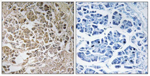 a12566 pex11g primary antibodies ihc testing 1
