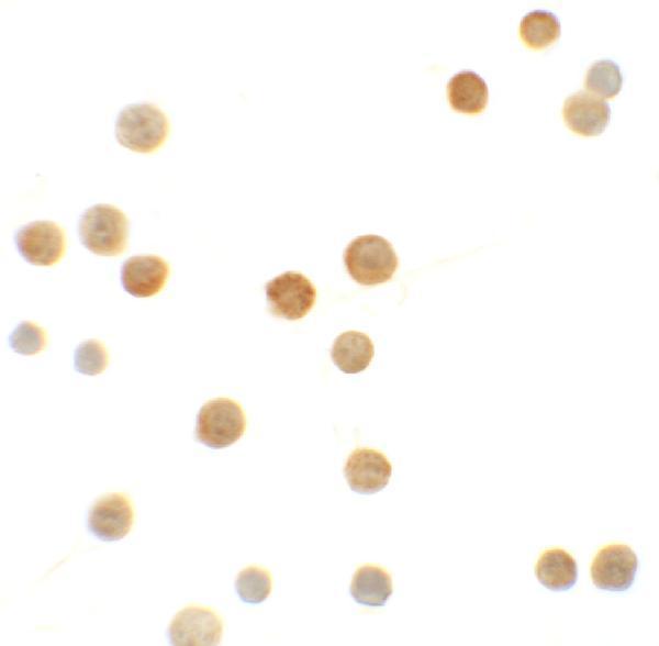 a12575 1 n4bp1 primary antibodies icc testing 2