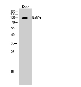 a12575 n4bp1 primary antibodies wb testing 2