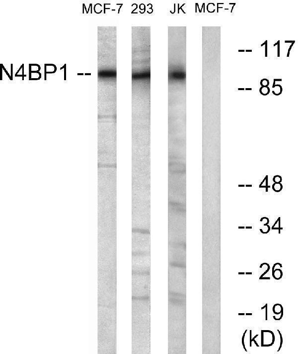 a12575 n4bp1 primary antibodies wb testing 3