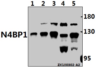 a12575y415 n4bp1 primary antiboties wb testing 1